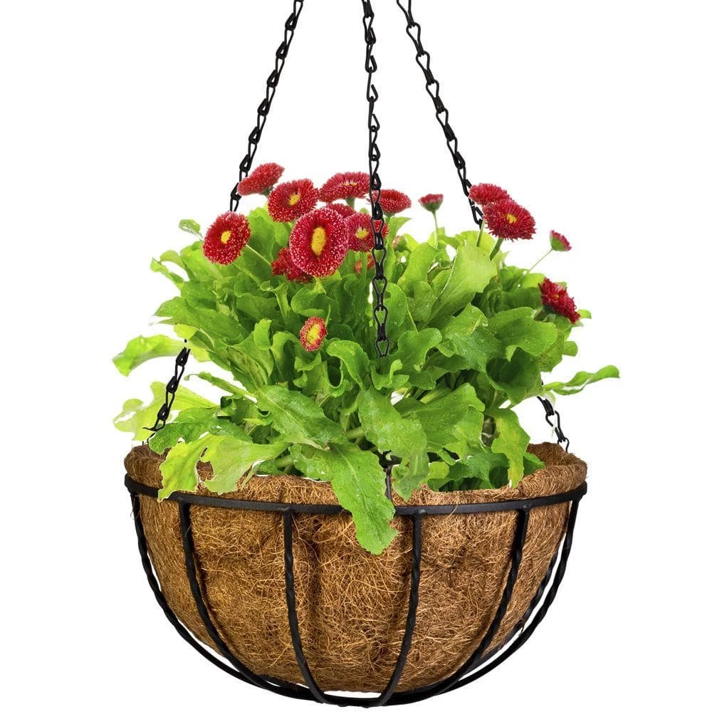 Gilbert & Bennett Canterbury 12 in. Metal and Coconut Liner Hanging Basket - Image 2