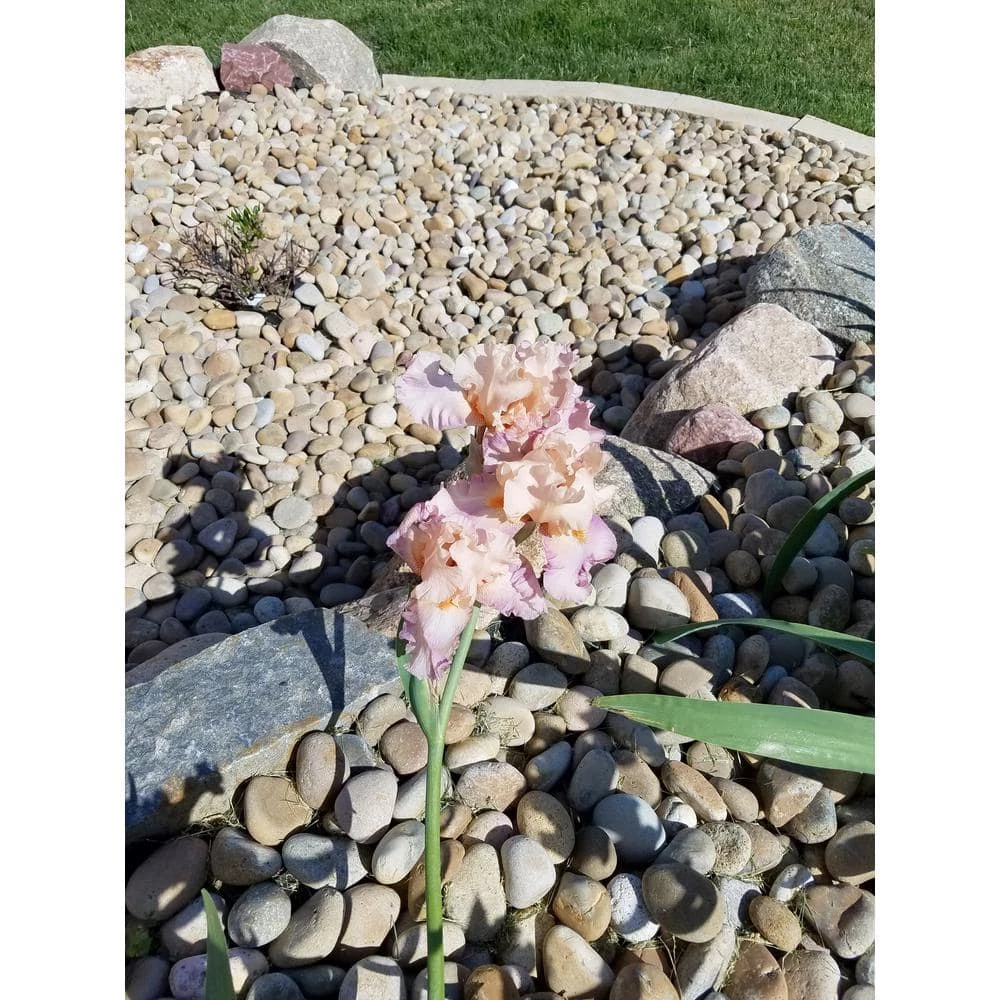 Butler Arts 1 in. to 3 in. Medium Buff Mexican Beach Pebble (500 lbs. Mini Sack) - Image 4