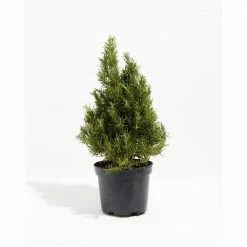 LIVELY ROOT Medium Rosemary Christmas Tree (Rosmarinus officinalis) in 6 in. Grower Pot