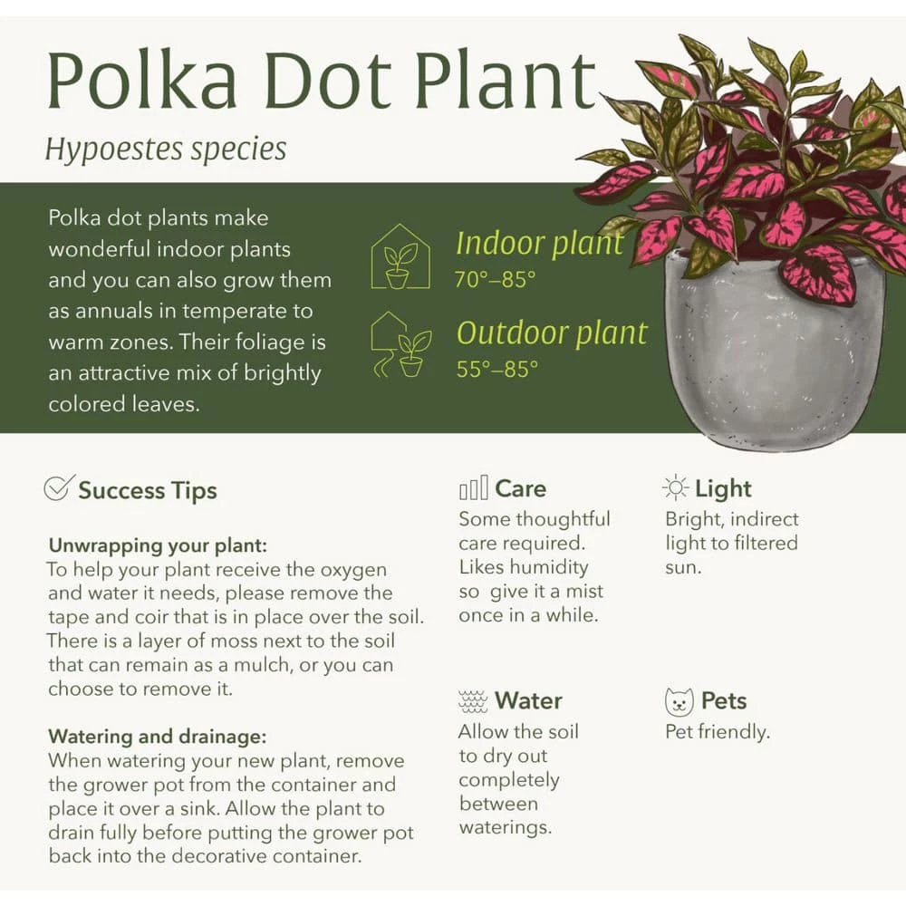 LIVELY ROOT 4 in. Pink Polka Dot Plant (Hypoestes Phyllostachya) Plant in Grower Pot - Image 5