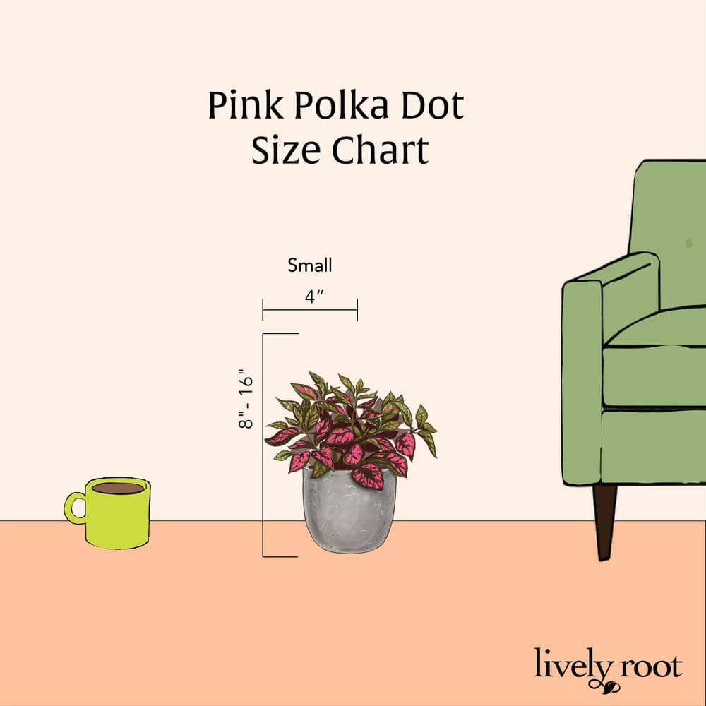 LIVELY ROOT 4 in. Pink Polka Dot Plant (Hypoestes Phyllostachya) Plant in Grower Pot - Image 3