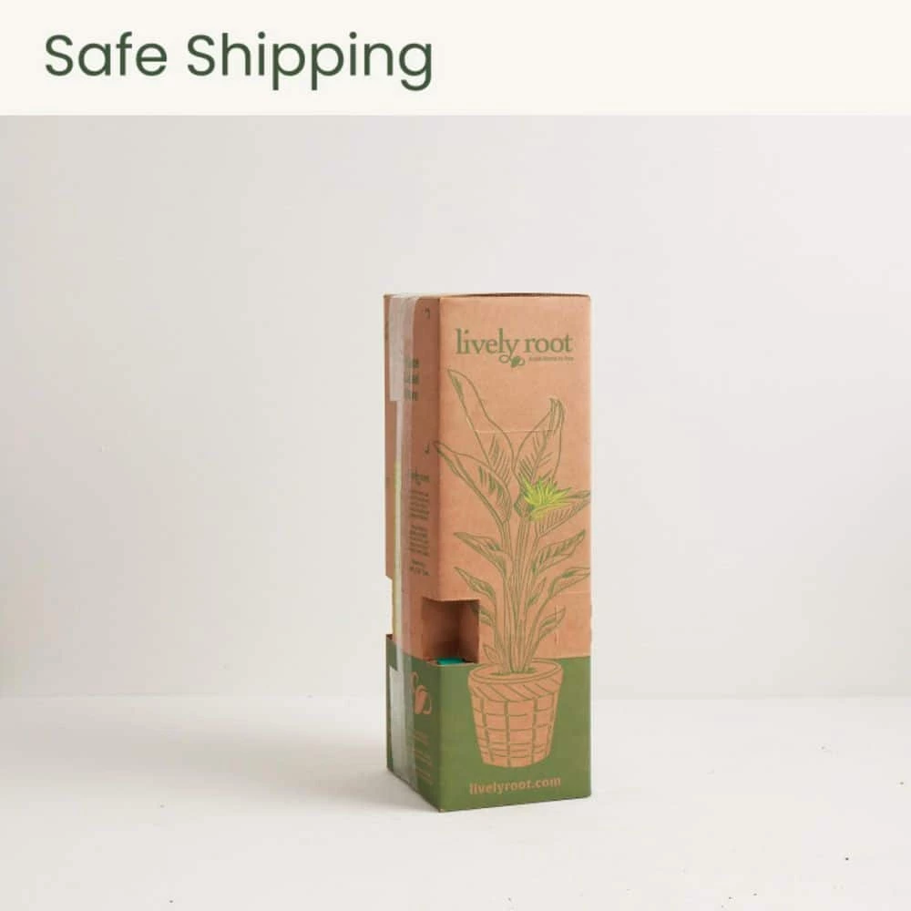 LIVELY ROOT 4 in. Pink Polka Dot Plant (Hypoestes Phyllostachya) Plant in Grower Pot - Image 6