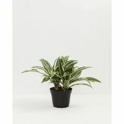 LIVELY ROOT 6 in. White Stripe Dragon Tree (Dracaena Warneckii) Plant in Grower Pot