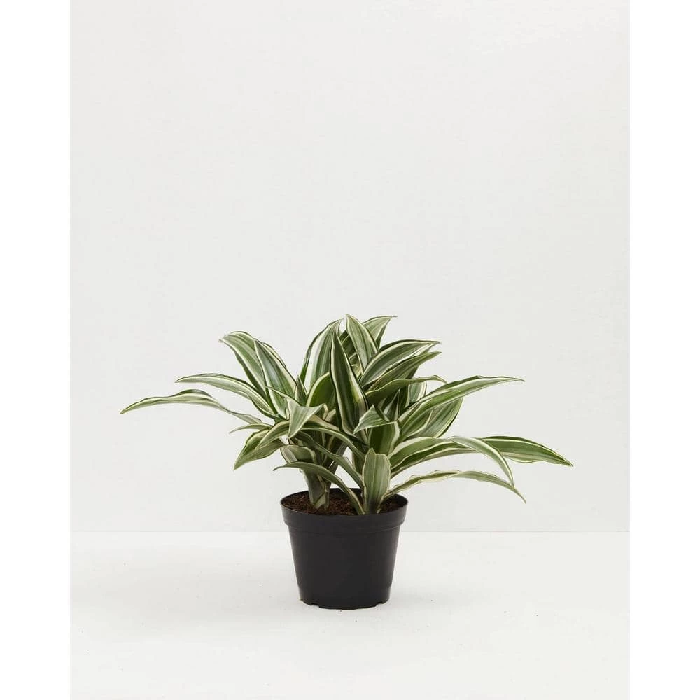 LIVELY ROOT 6 in. White Stripe Dragon Tree (Dracaena Warneckii) Plant in Grower Pot