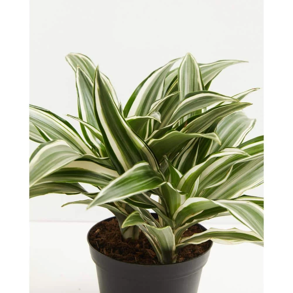 LIVELY ROOT 6 in. White Stripe Dragon Tree (Dracaena Warneckii) Plant in Grower Pot - Image 2
