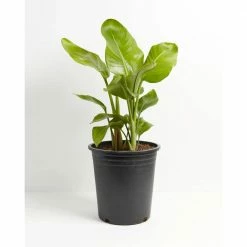 LIVELY ROOT 10 in. Giant Bird of Paradise (Strelitzia Nicolai) Plant in Grower Pot