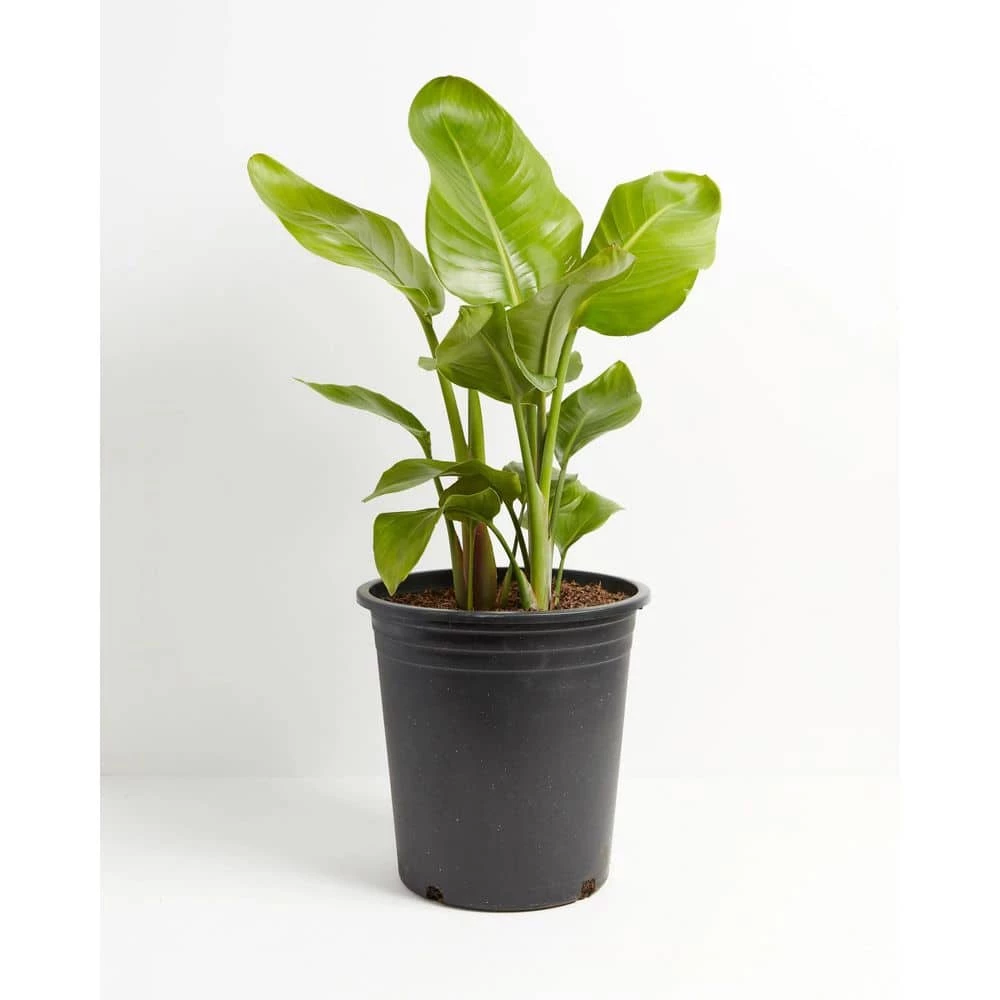 LIVELY ROOT 10 in. Giant Bird of Paradise (Strelitzia Nicolai) Plant in Grower Pot