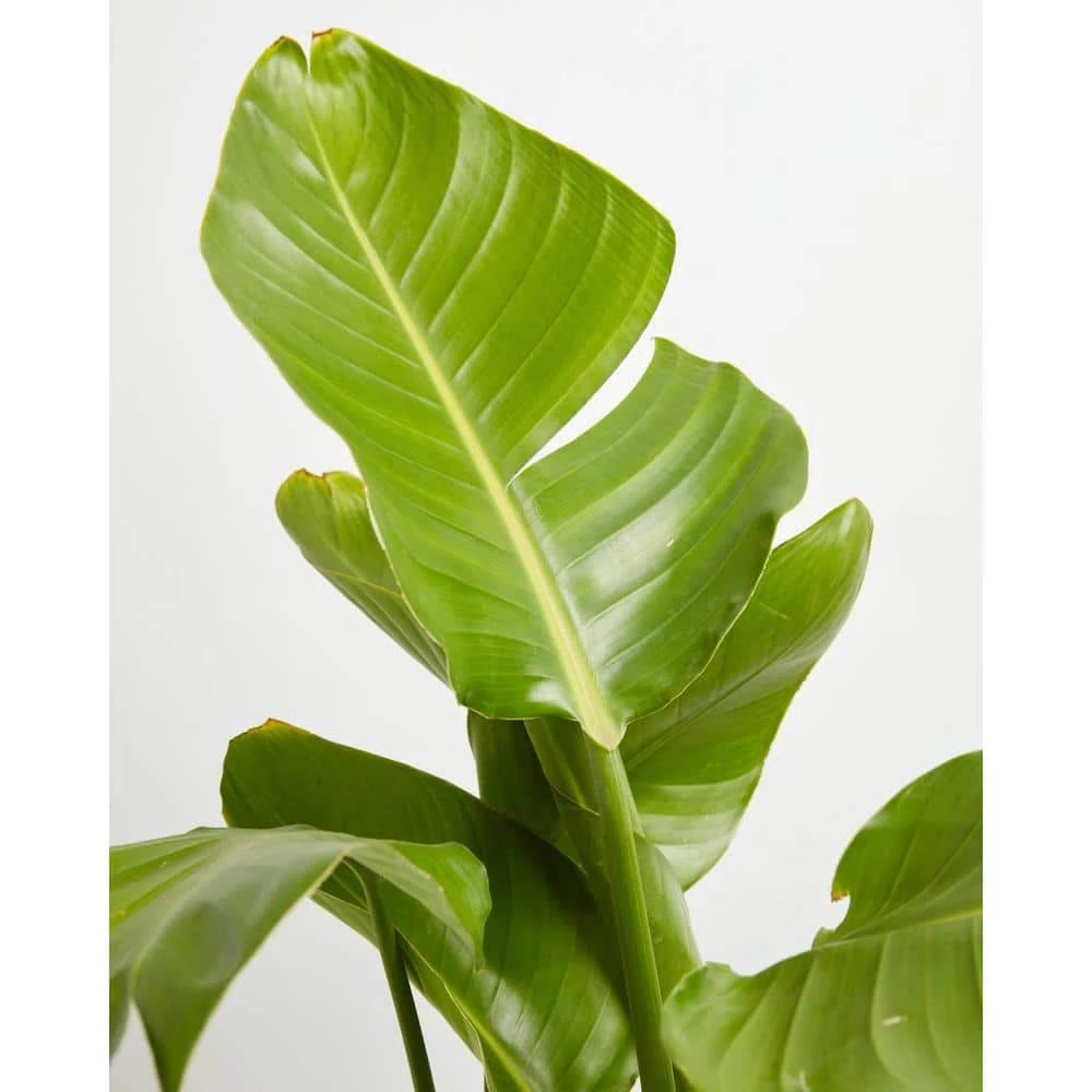 LIVELY ROOT 10 in. Giant Bird of Paradise (Strelitzia Nicolai) Plant in Grower Pot - Image 2