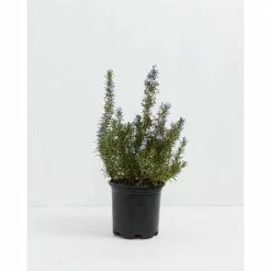 LIVELY ROOT 1 Gal. Tuscan Blue Rosemary Plant (Rosmarinus Officinalis) Plant in Grower Pot
