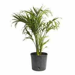 LIVELY ROOT 10 in. Cat Palm (Chamaedorea Cataractarum) Plant in Extra Large Grower Pot