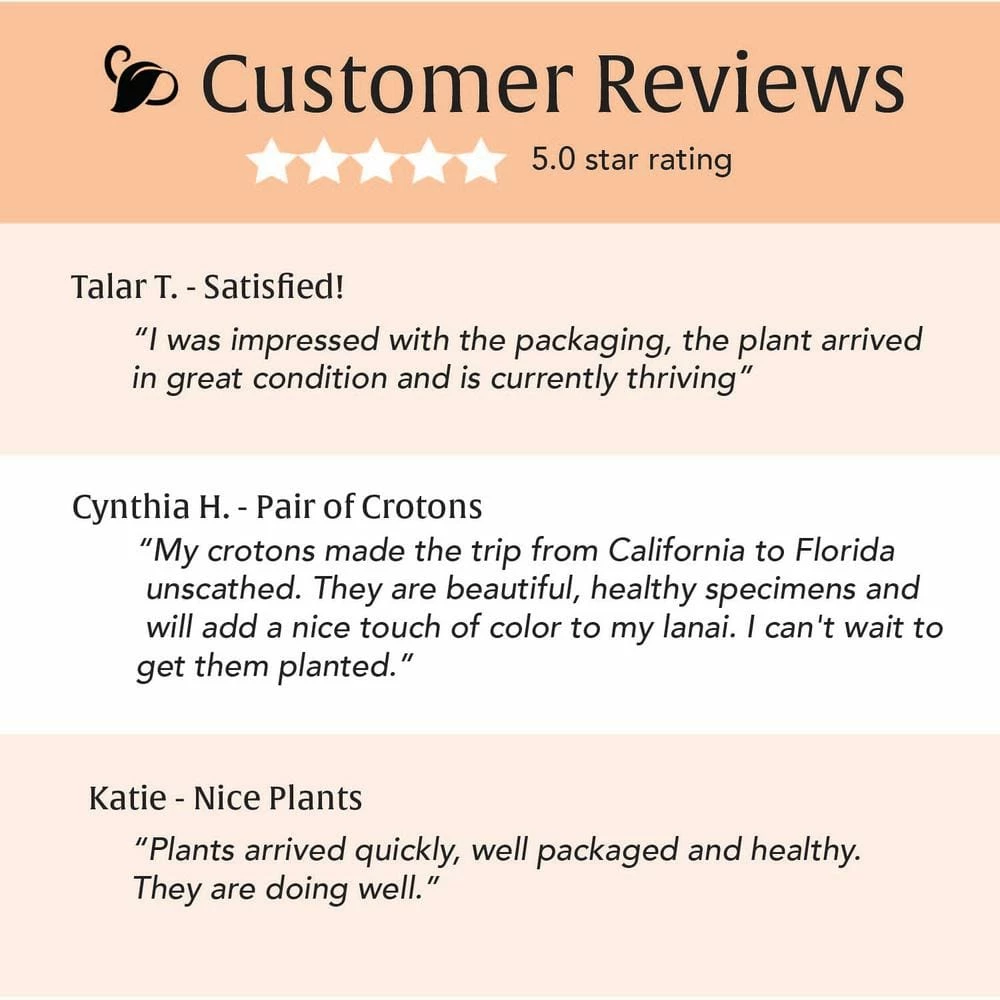 LIVELY ROOT 10 in. Croton Petra (Codiaeum variegatum Petra) Plant in Grower Pot - Image 3