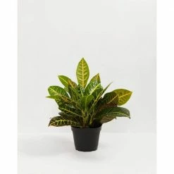 LIVELY ROOT 10 in. Croton Petra (Codiaeum variegatum Petra) Plant in Grower Pot