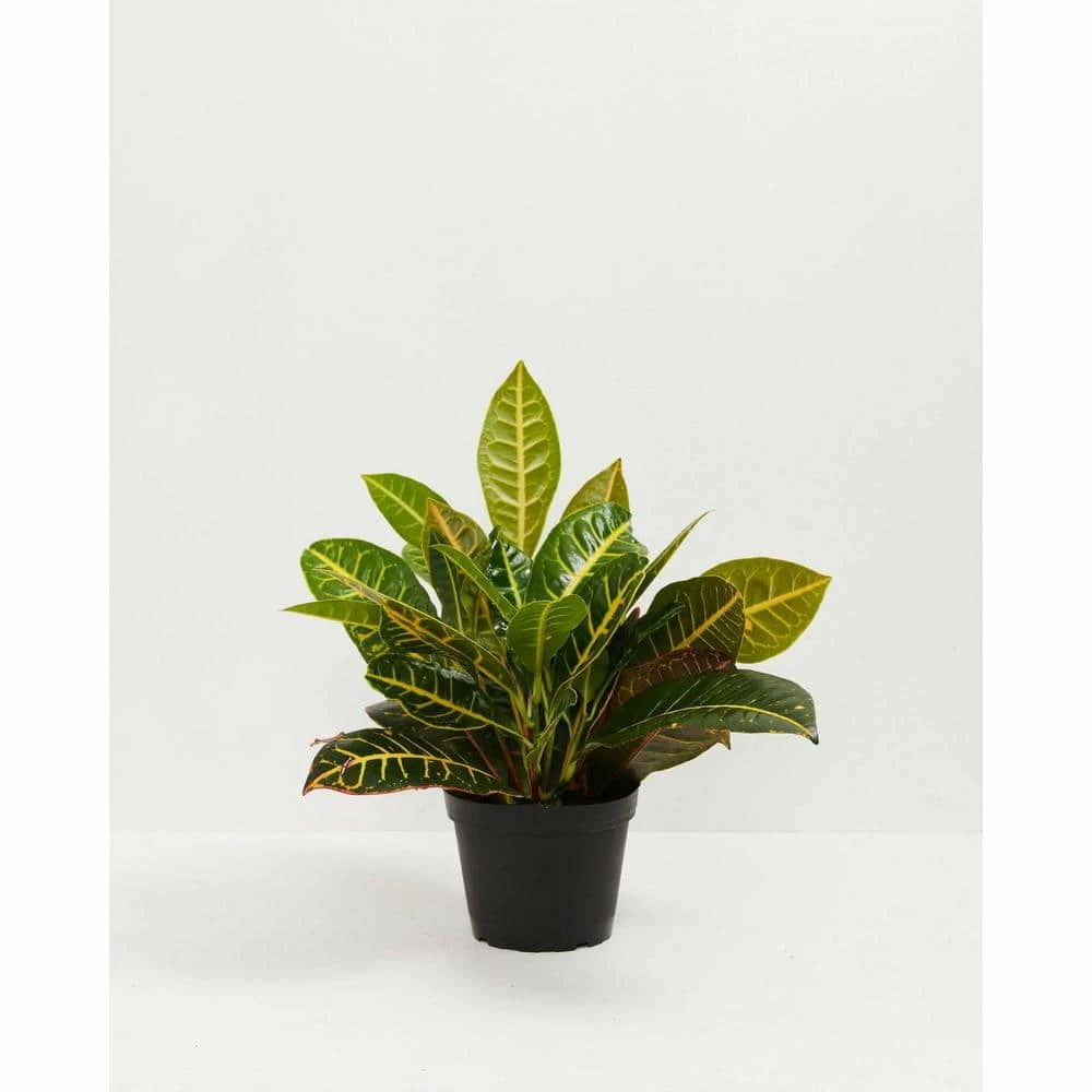 LIVELY ROOT 10 in. Croton Petra (Codiaeum variegatum Petra) Plant in Grower Pot