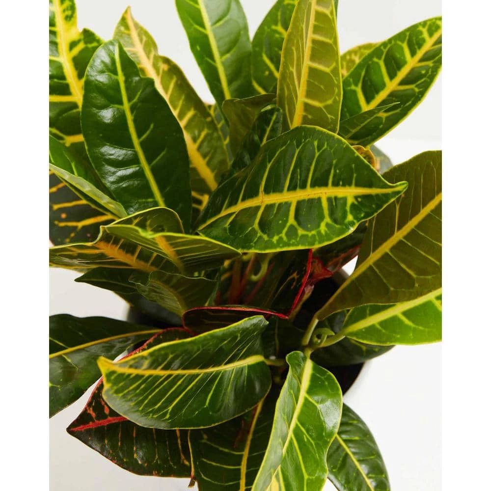 LIVELY ROOT 10 in. Croton Petra (Codiaeum variegatum Petra) Plant in Grower Pot - Image 2