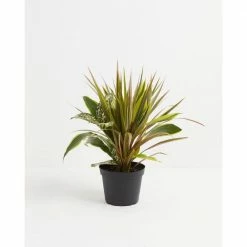 LIVELY ROOT Dracaena Combination Red Leaf Plant in 6 in. Grower Pot