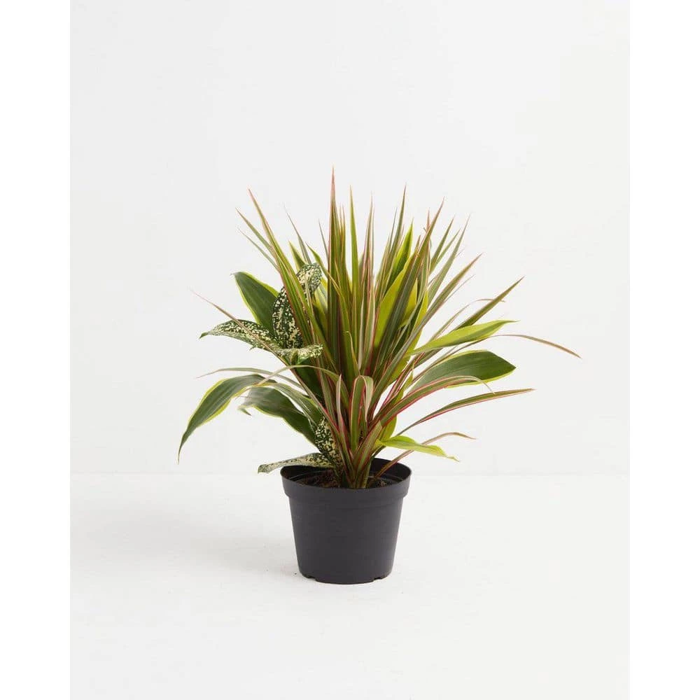 LIVELY ROOT Dracaena Combination Red Leaf Plant in 6 in. Grower Pot