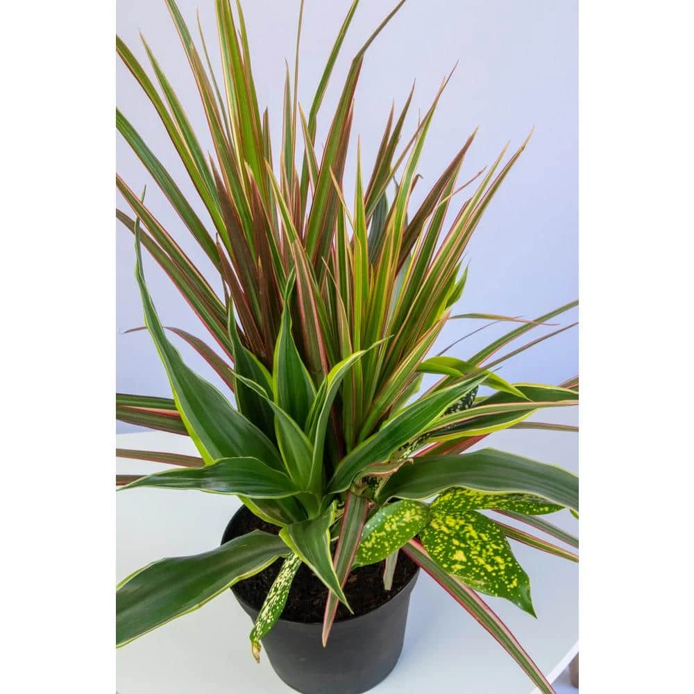 LIVELY ROOT Dracaena Combination Red Leaf Plant in 6 in. Grower Pot - Image 2