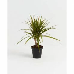 LIVELY ROOT 4 in. Dracaena Marginata (Dracaena Marginata) Plant in Grower Pot