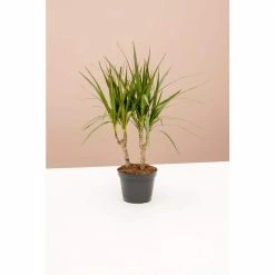 LIVELY ROOT 6 in. Dracaena Marginata (Dracaena Marginata) Plant in Grower Pot