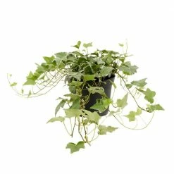 LIVELY ROOT 6 in. English Ivy Glacier (Hedera helix Variegata) Plant in Grower Pot