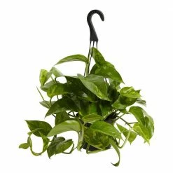 LIVELY ROOT 6 in. Golden Pothos (Epipremnum Aureus) Plant in Grower Pot