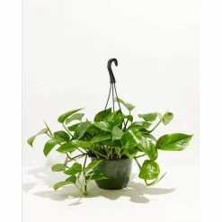 LIVELY ROOT 8 in. Hanging Golden Pothos (Epipremnum aureus) Plant in Grower Pot