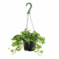 LIVELY ROOT 6 in. Green English Ivy (Hedera helix) Plant in Grower Pot