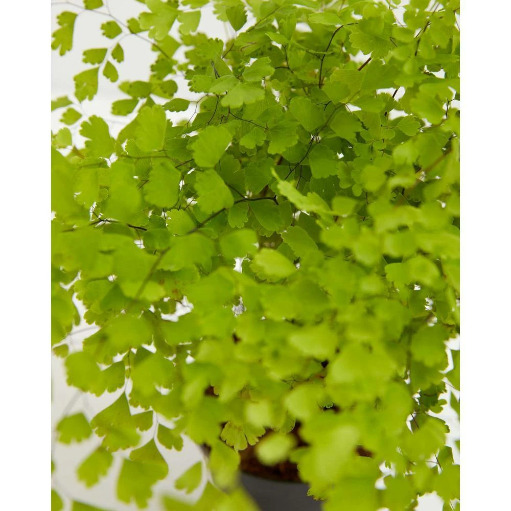 LIVELY ROOT 4 in. Maidenhair Fern (Adiantum Aethiopicum) Plant in Grower Pot - Image 3