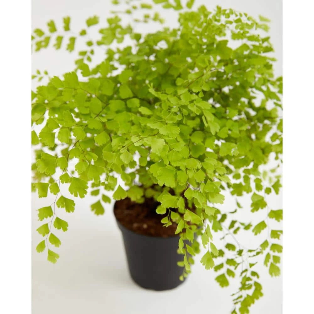 LIVELY ROOT 4 in. Maidenhair Fern (Adiantum Aethiopicum) Plant in Grower Pot - Image 2