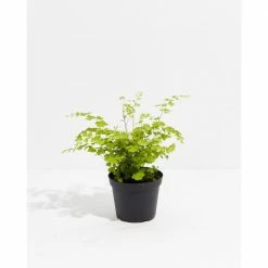 LIVELY ROOT 6 in. Maidenhair Fern (Adiantum Aethiopicum) Plant in Grower Pot