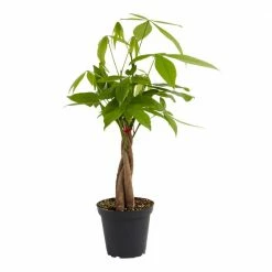 LIVELY ROOT 4 in. Money Tree (Pachira Aquatica) Plant in Grower Pot