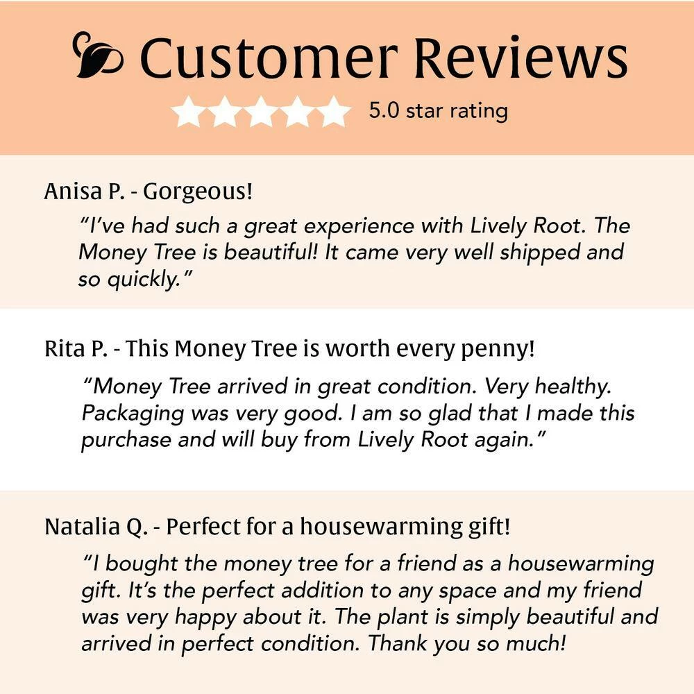 LIVELY ROOT 6 in. Money Tree (Pachira Aquatica) Plant in Grower Pot - Image 5