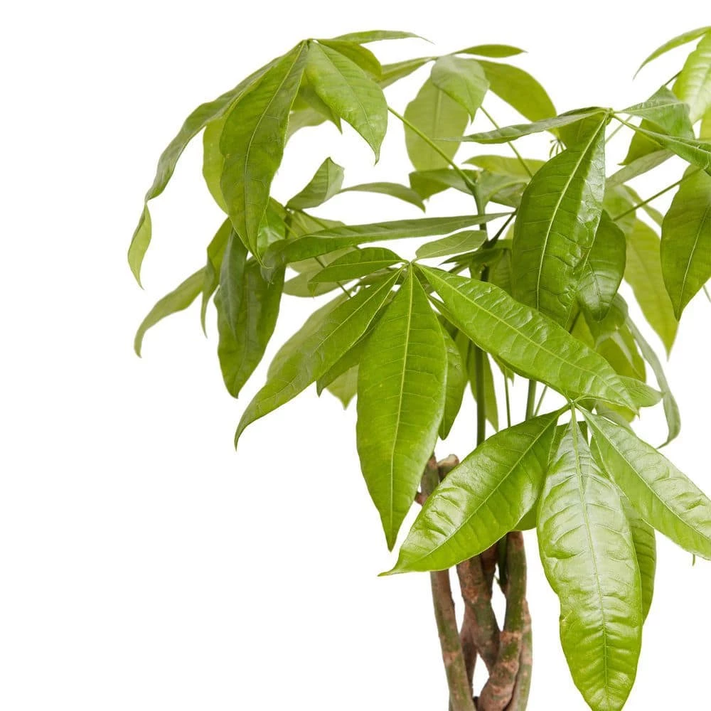 LIVELY ROOT 6 in. Money Tree (Pachira Aquatica) Plant in Grower Pot - Image 3
