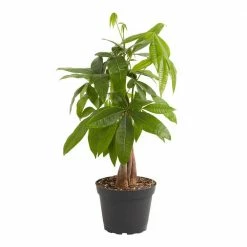 LIVELY ROOT 6 in. Money Tree (Pachira Aquatica) Plant in Grower Pot