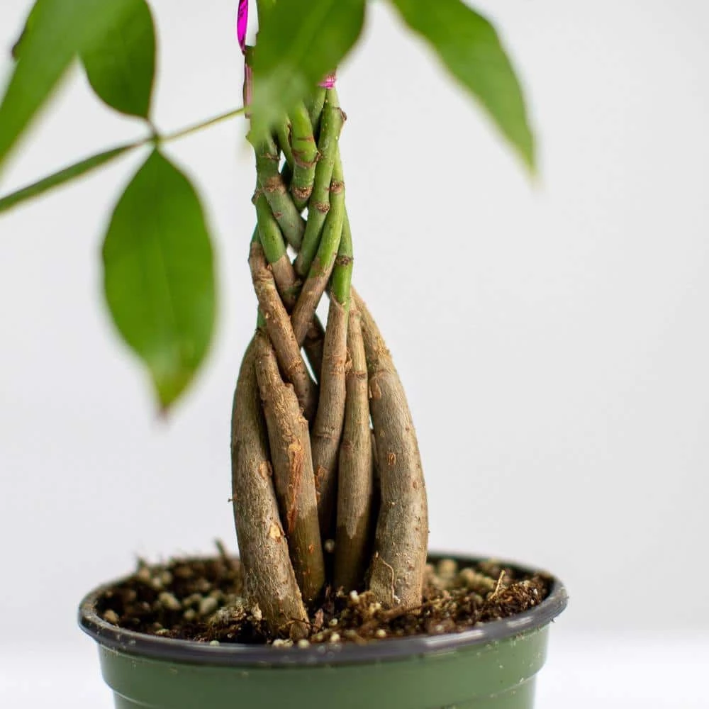 LIVELY ROOT 6 in. Money Tree (Pachira Aquatica) Plant in Grower Pot - Image 2