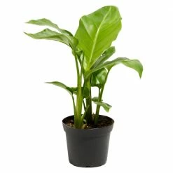 LIVELY ROOT 6 in Orange Flower Bird of Paradise Plant (Strelitzia reginea) in Grower Pot