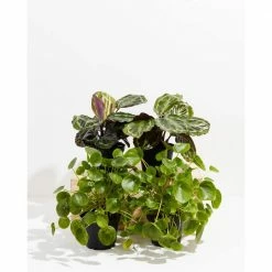 LIVELY ROOT Pet-Friendly 2 Peacock Plant (Calathea roseopicta) and 2 Chinese Money Plant (Pilea peperomioides) in 6 in. Grower Pot