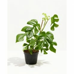 LIVELY ROOT 6 in. Philodendron Ginny (Rhaphidophora tetrasperma 'Ginny') Plant in Grower Pot