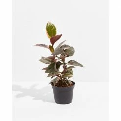 LIVELY ROOT 6 in. Ruby Rubber Plant Tree (Ficus Reobusta Ruby) Plant in Grower Pot
