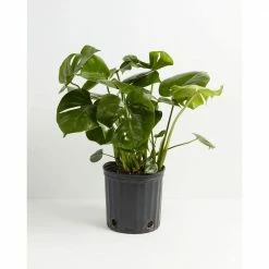 LIVELY ROOT 10 in. Split Leaf Philodendron Swiss Cheese Plant (Monstera deliciosa) Plant in Grower Pot