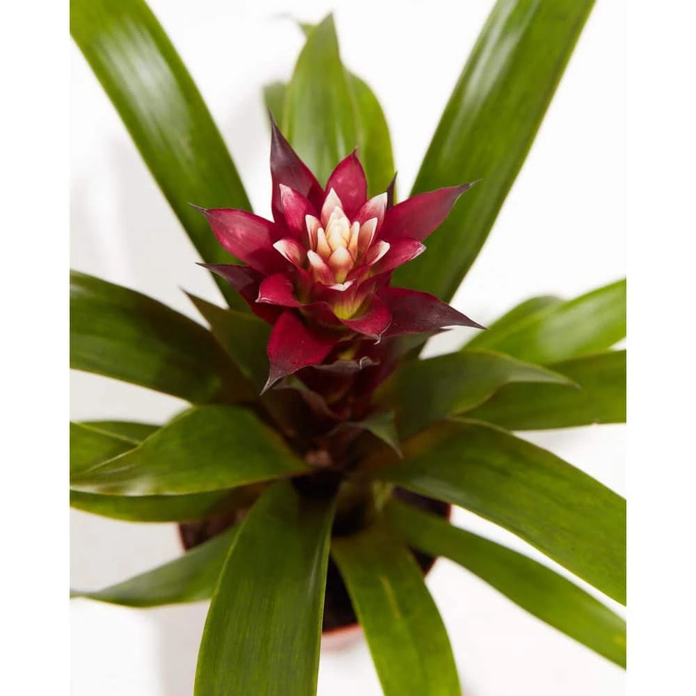 LIVELY ROOT 6 in. Tropical Delight (Guzmania Bromeliad) Plant in Medium Grower Pot - Image 3