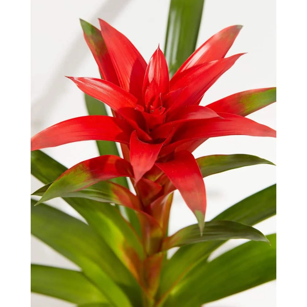 LIVELY ROOT 6 in. Tropical Delight (Guzmania Bromeliad) Plant in Medium Grower Pot - Image 2