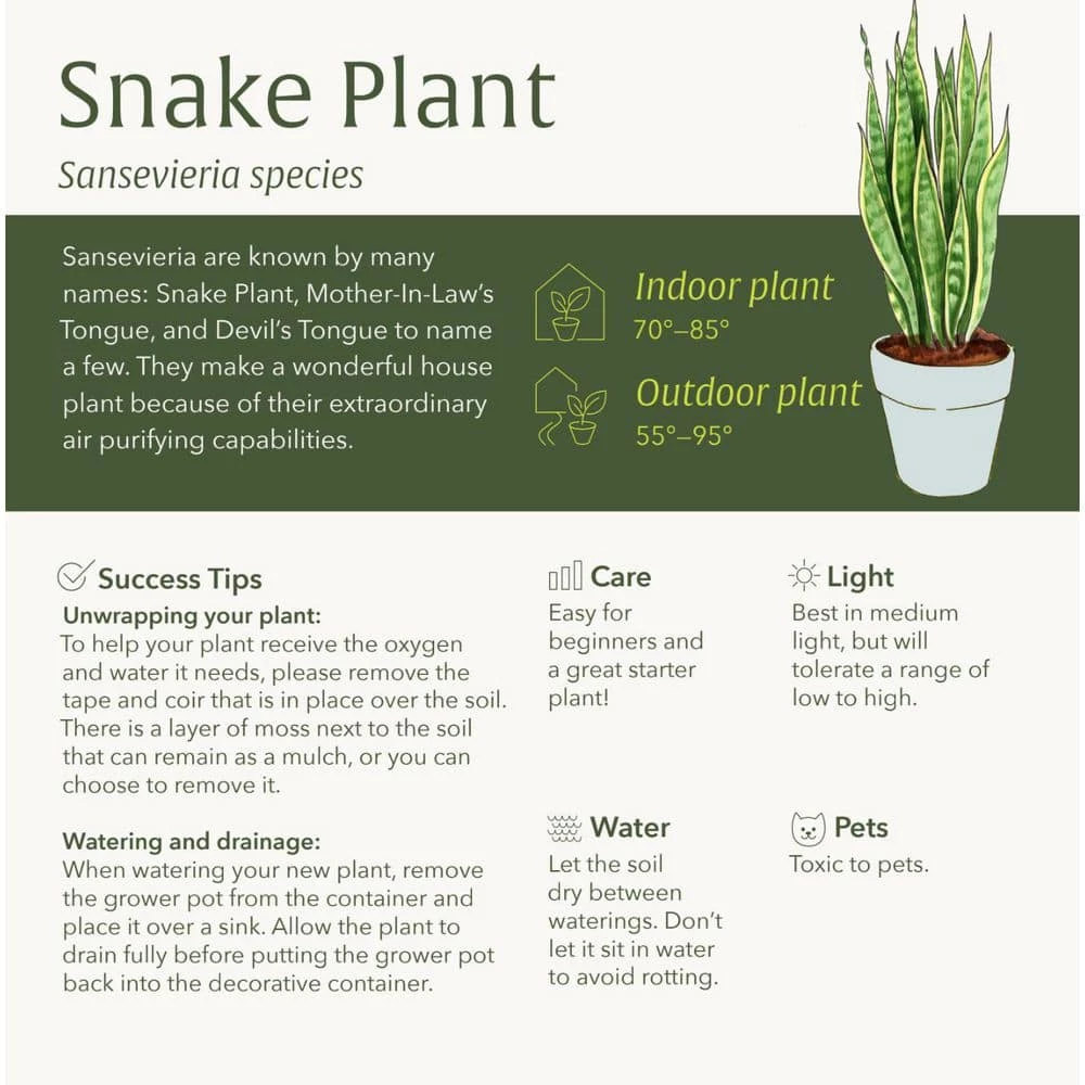 LIVELY ROOT 10 in. Zeylanica Snake Plant (Sansevieria trifasciata Zeylanica) in Extra Large Grower Pot - Image 4