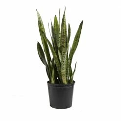LIVELY ROOT 10 in. Zeylanica Snake Plant (Sansevieria trifasciata Zeylanica) in Extra Large Grower Pot
