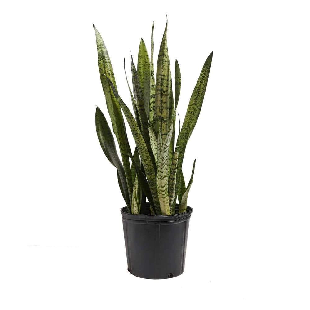 LIVELY ROOT 10 in. Zeylanica Snake Plant (Sansevieria trifasciata Zeylanica) in Extra Large Grower Pot