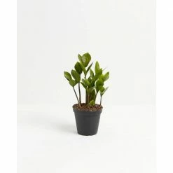 LIVELY ROOT ZZ Plant (Zamioculcas Zamiifolia) Plant in 4 in. Grower Pot